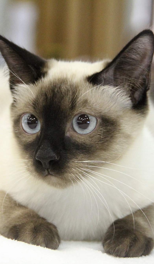 Ушастый кот меконгский бобтейл