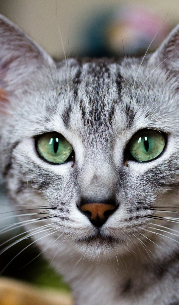 Кошка египетская мау