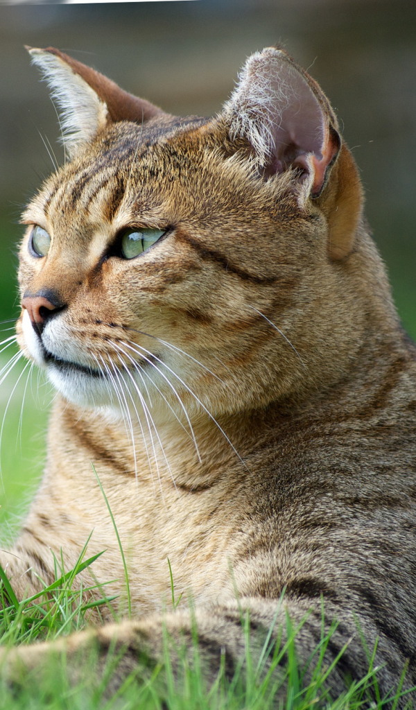 Кот египетская мау на траве