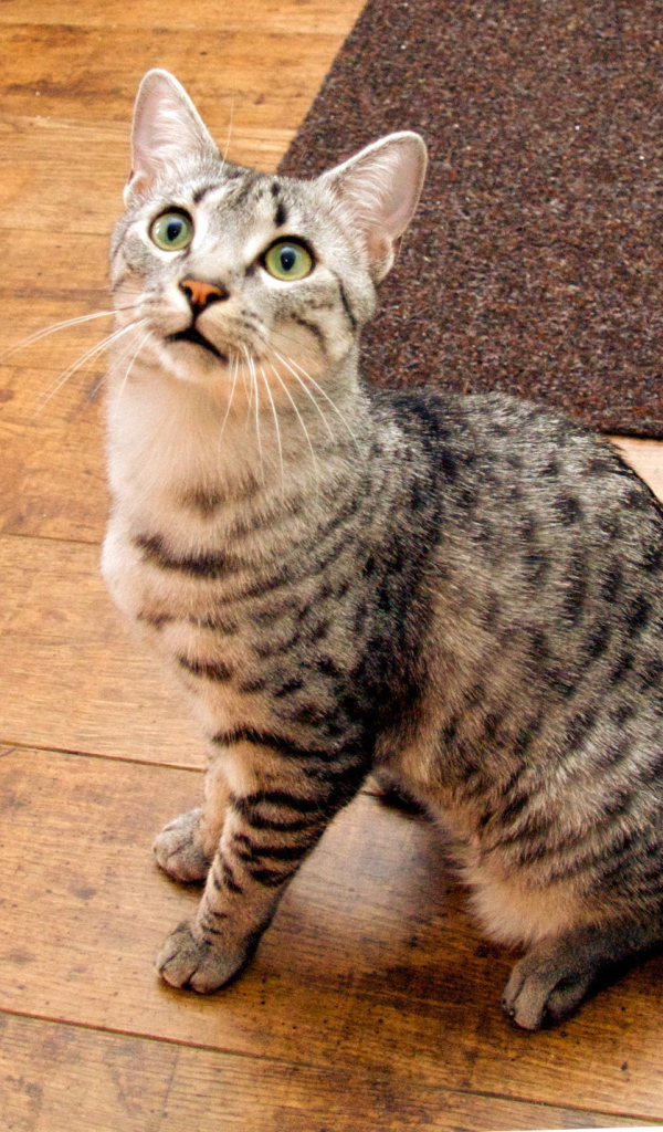 Кошка египетская мау  на полу