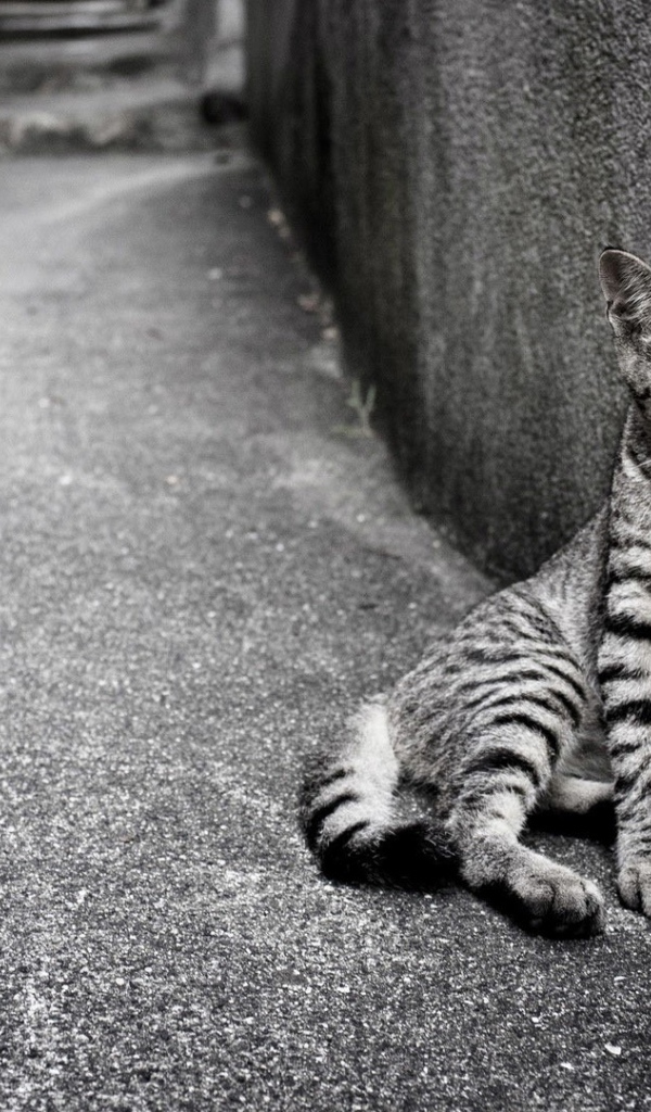 Кошка египетская мау на улице