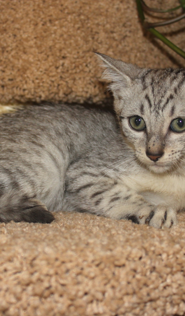 Котенок египетская мау