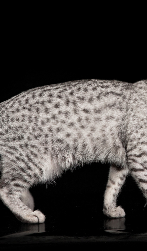 Египетская мау на черном фоне