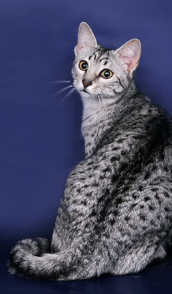 Египетская мау на синем фоне
