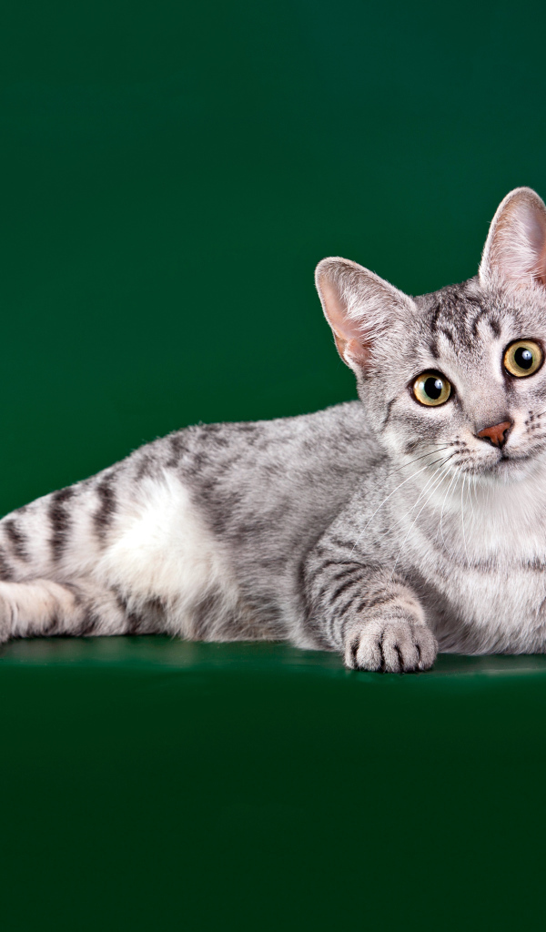 Египетская мау на зеленом фоне