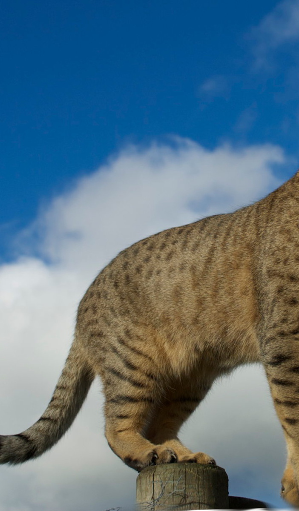 Египетская мау на заборе