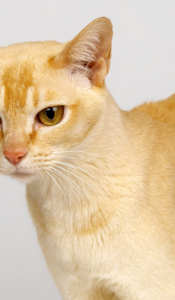 Выразительный глаза цейлонской кошки