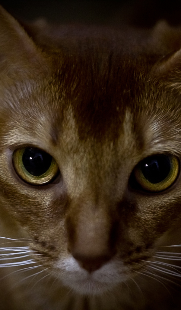 Глаза абиссинской кошки