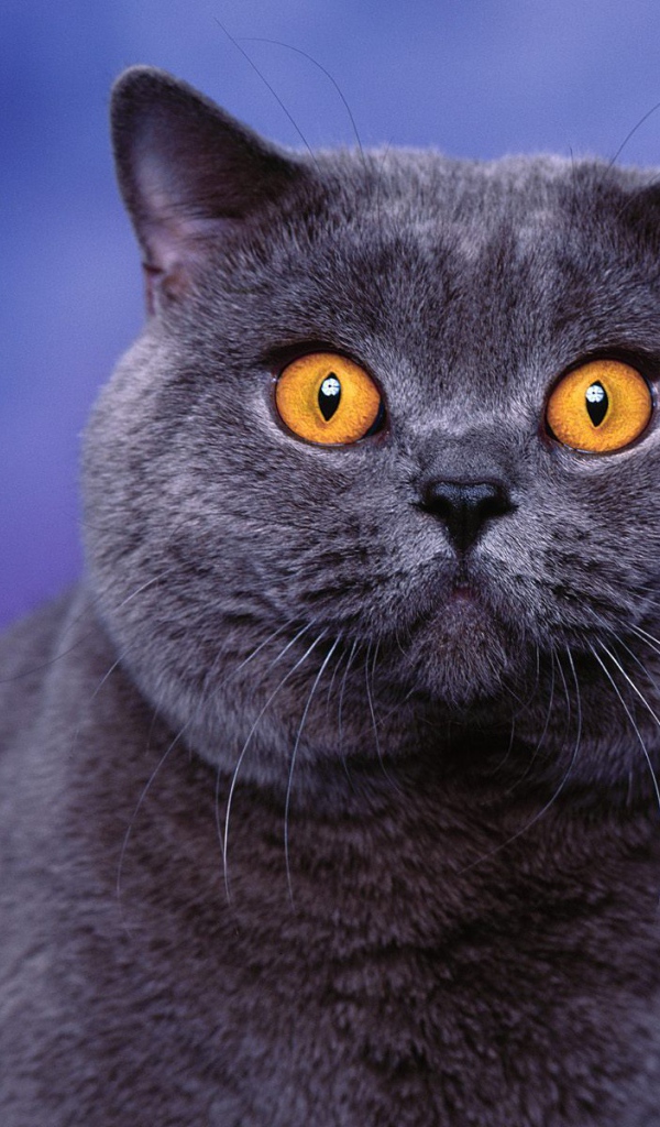 Глаза американской короткошерстной кошки