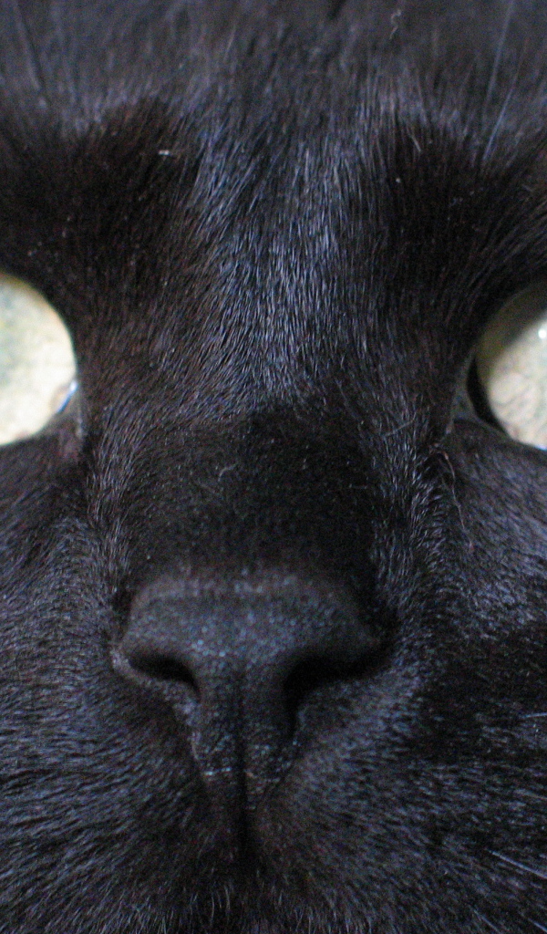 Глаза бомбейской кошки