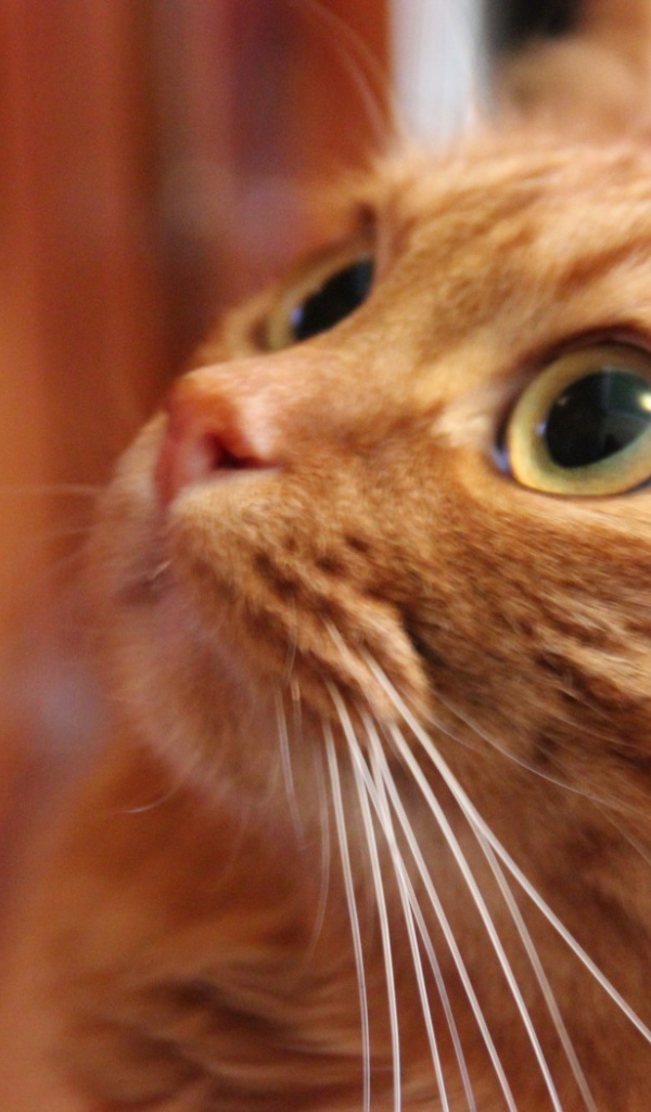 Глаза курильского бобтейла