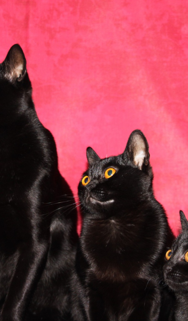 Семья бомбейских кошек