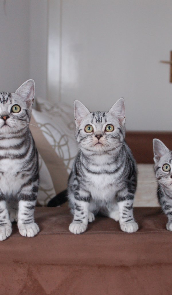 Семейство котят американской короткошерстной кошки