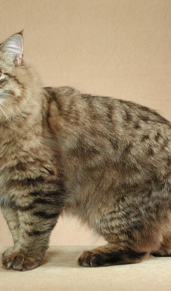 Пушистый японский бобтейл