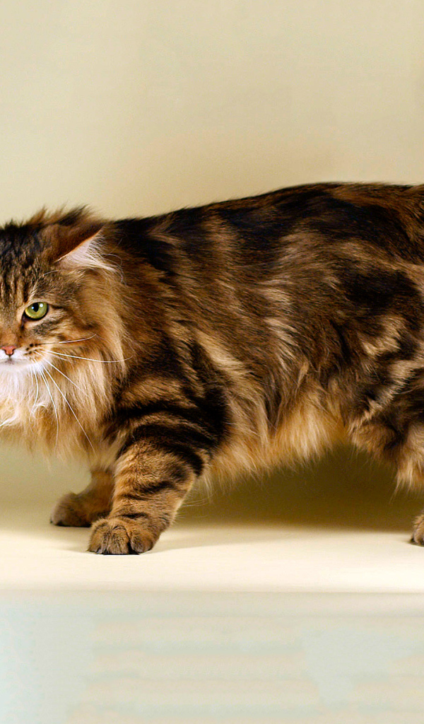 Пушистый курильский бобтейл