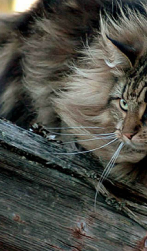 Пушистая норвежская лесная кошка