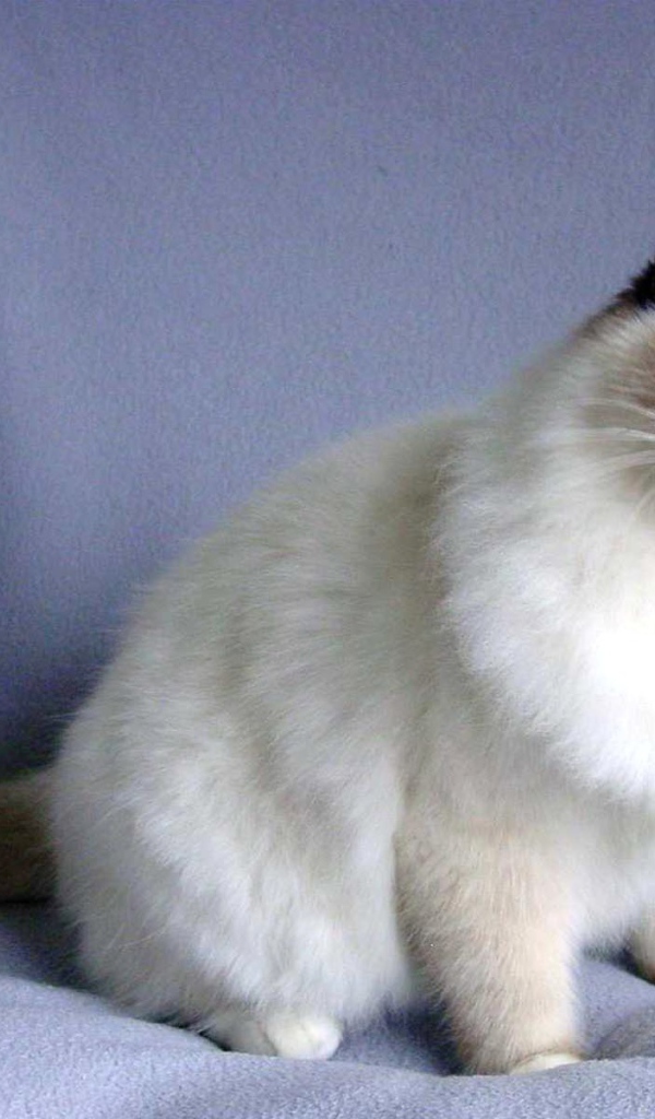 Пушистая кошка сноу-шу