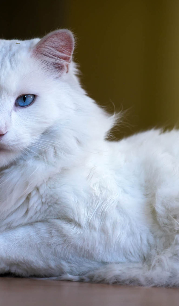 Пушистый кот турецкая ангора