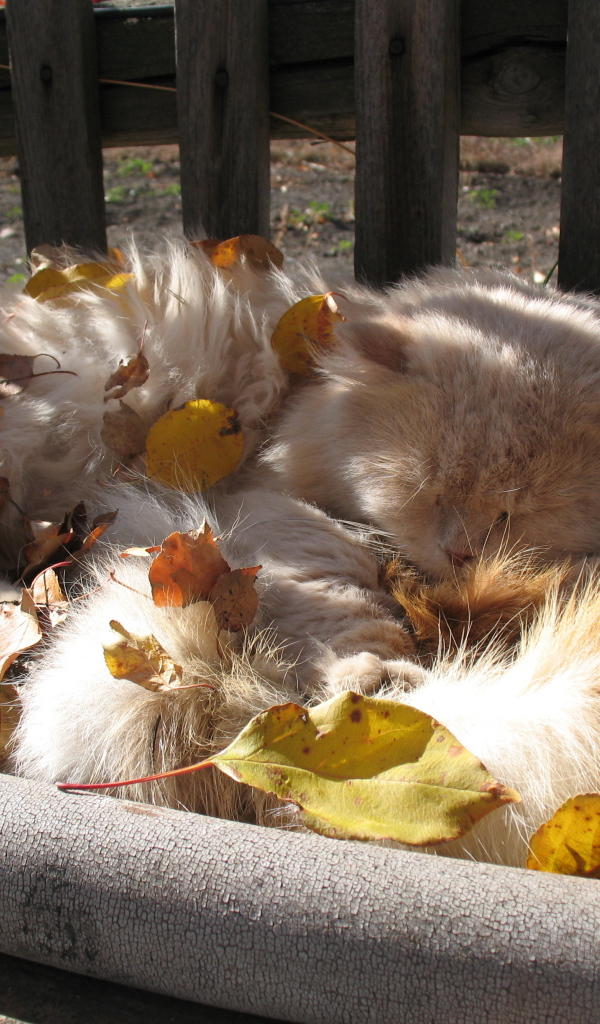 Пушистый кот в листьях