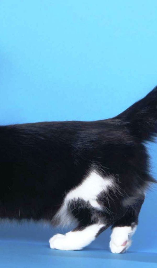 Пушистая кошка манчкин