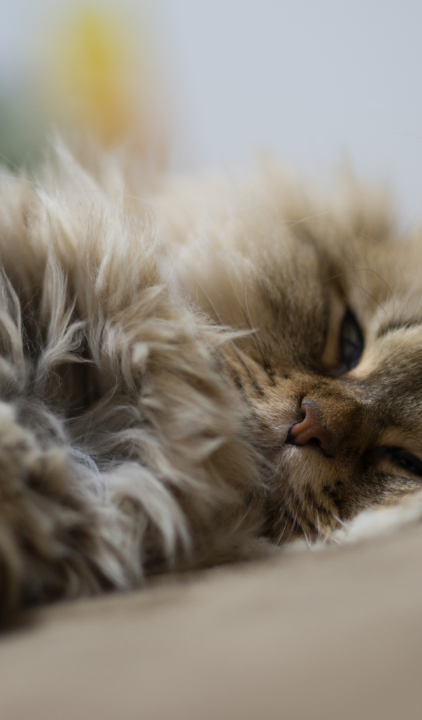 Пушистый кот дремлет
