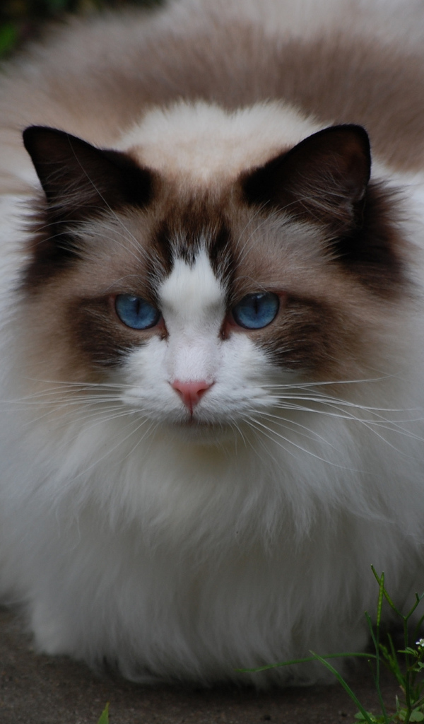 Пушистая кошка рэгдолл