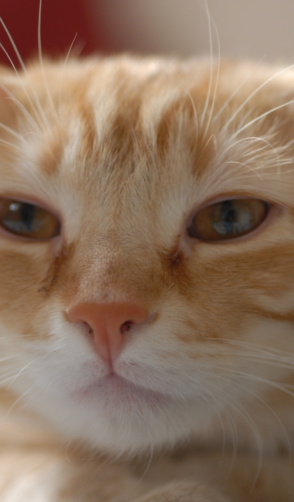 Пушистая рыжая европейская короткошерстная кошка