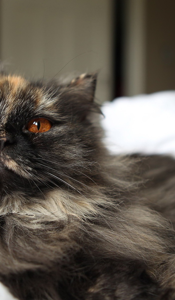 Пушистый серый кот