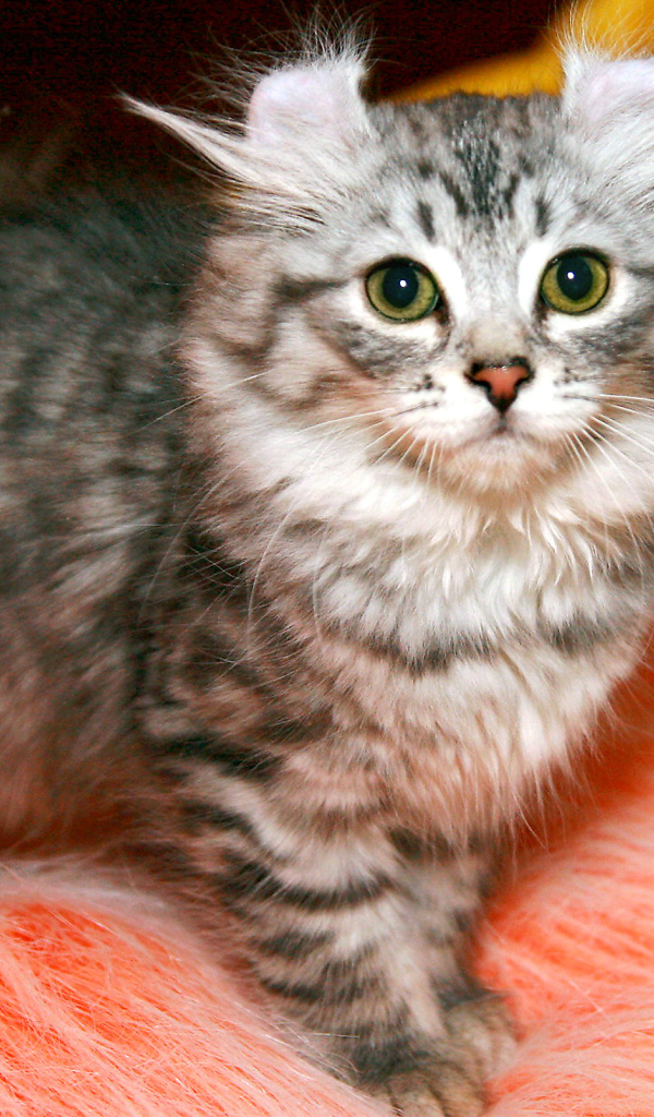 Пушистый котенок американский керл