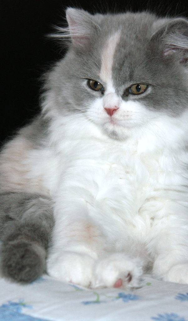 Пушистый котенок британской длинношерстной кошки