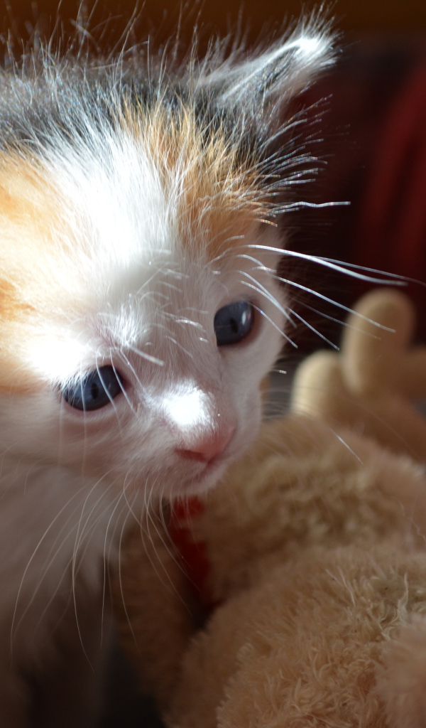 Пушистый котенок японского бобтейла