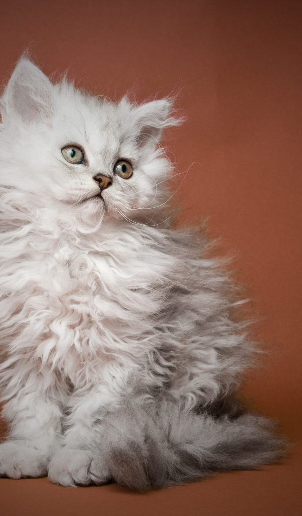 Пушистый котенок селкирк рекс
