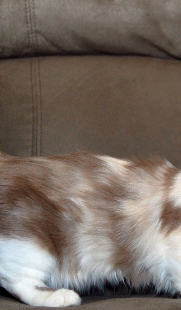 Пушистый хвост кошки манчкин