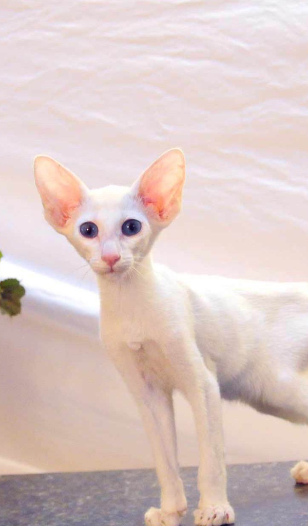 Котенок форин вайт