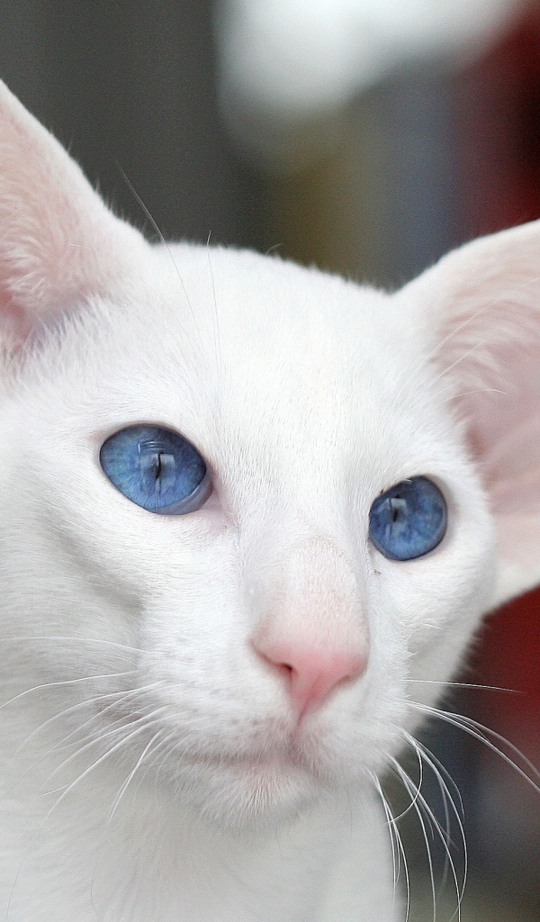 Голубоглазый форин вайт