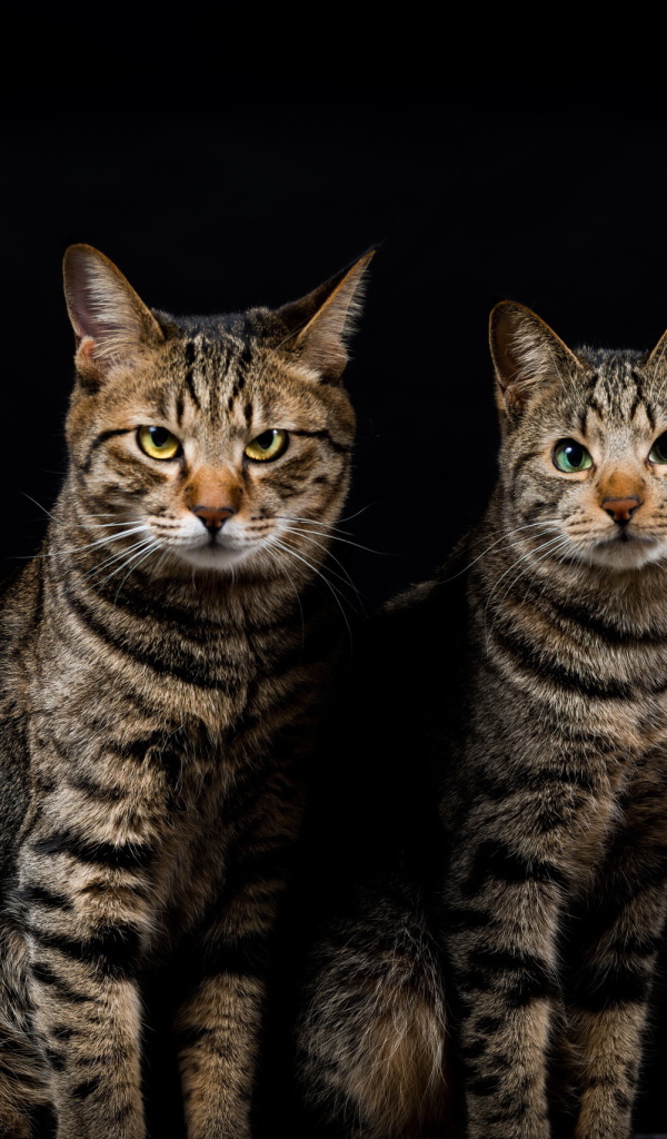 Четыре красивых кота