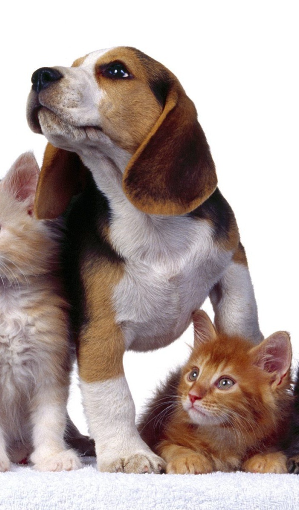 Четыре друга