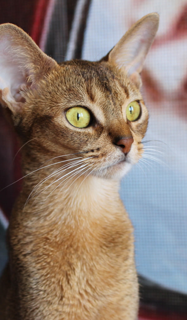 Забавный котенок абиссинки