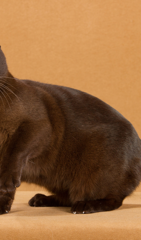 Забавная бурманская кошка