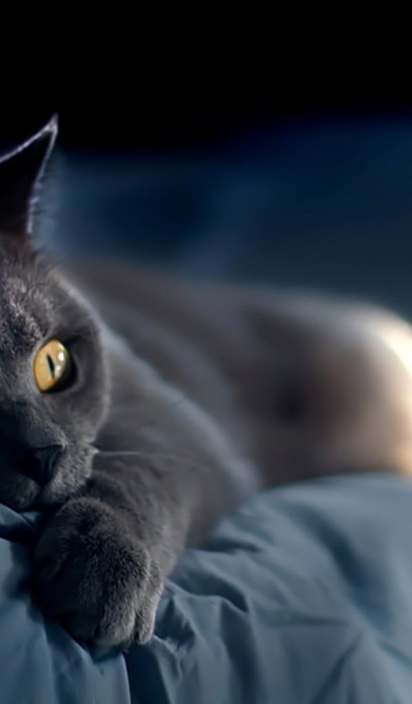 Забавная русская голубая кошка