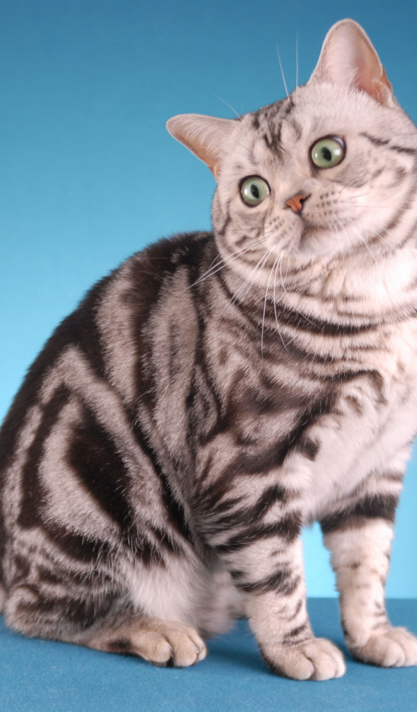 Забавная американская короткошерстная кошка