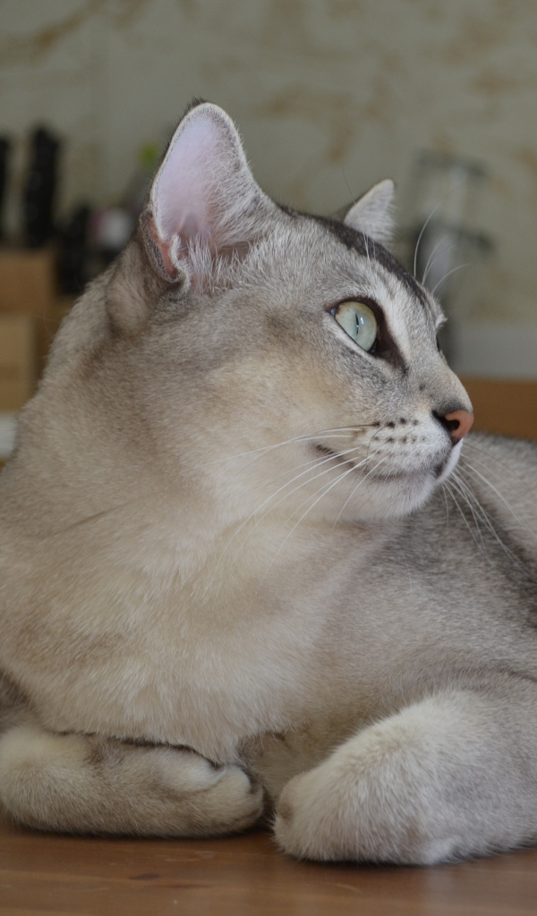 Забавная кошка бурмилла