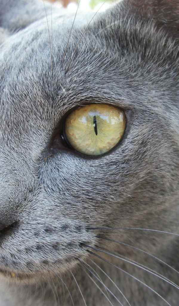 Забавный кот корат