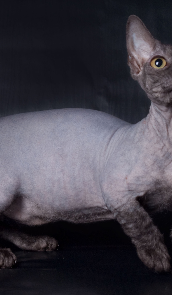 Забавный кот минскин