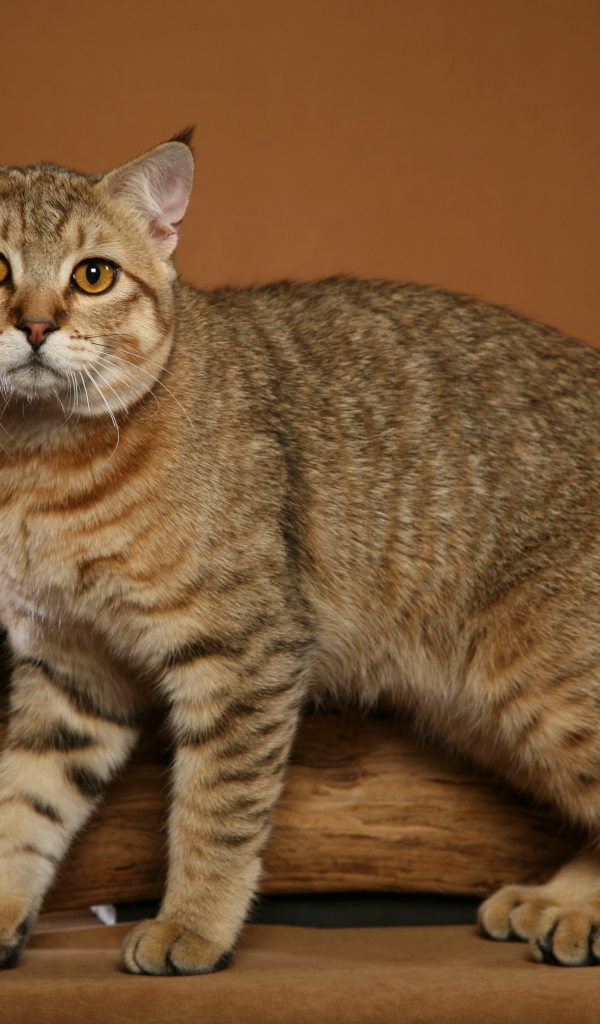 Забавный кот пиксибоб