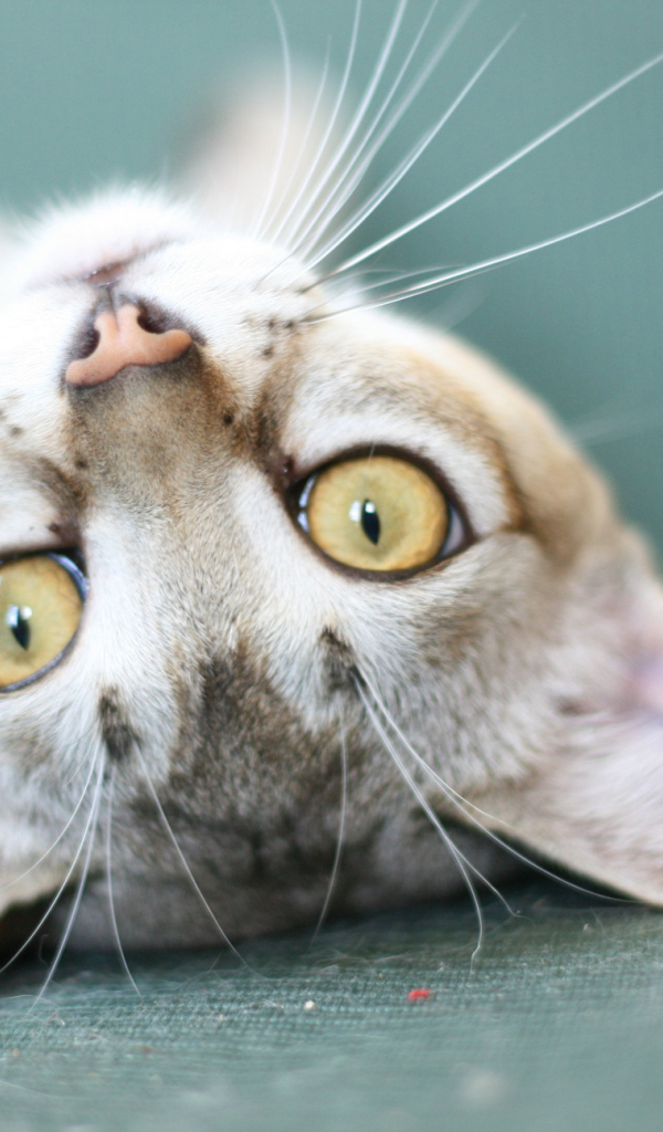 Забавная сингапурская кошка