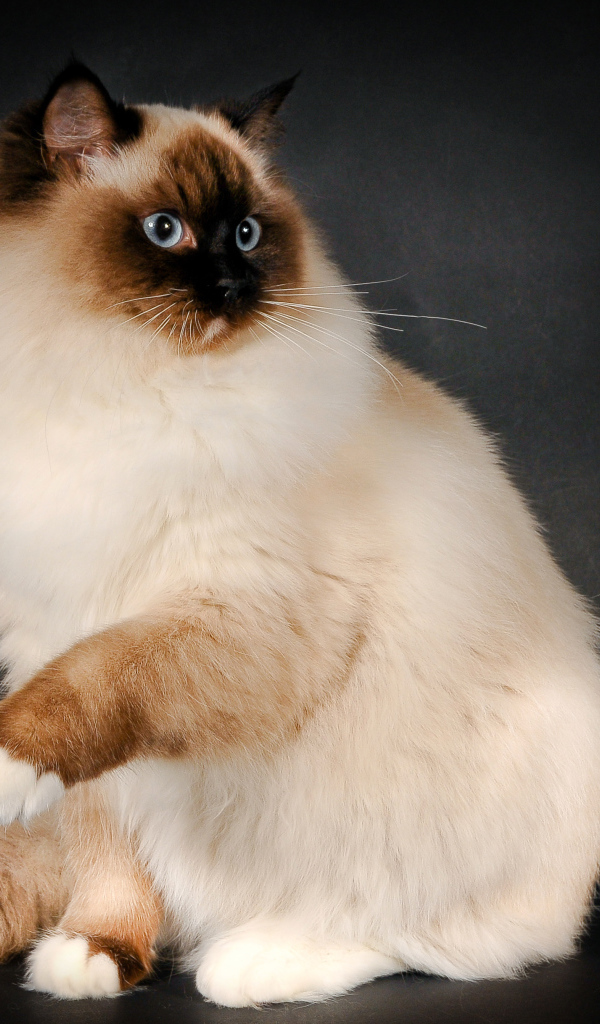 Забавная кошка рэгдолл