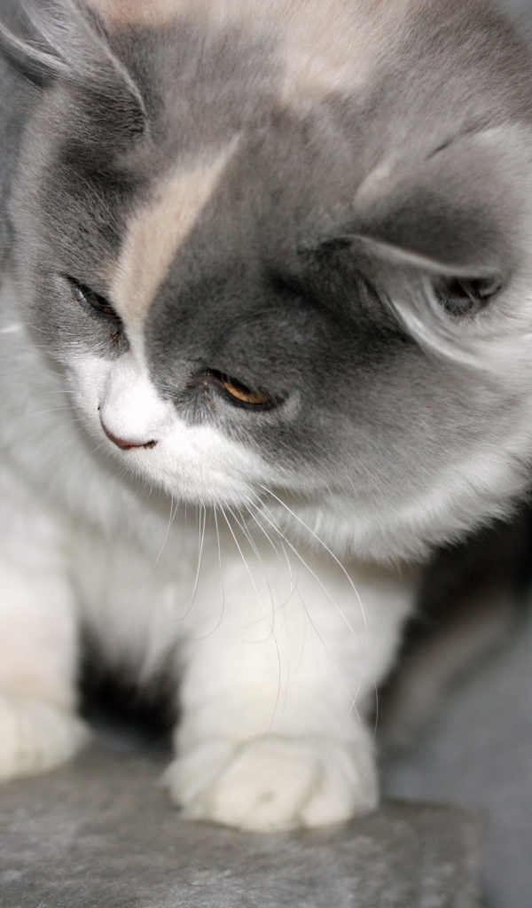 Забавный котенок британской длинношерстной кошки