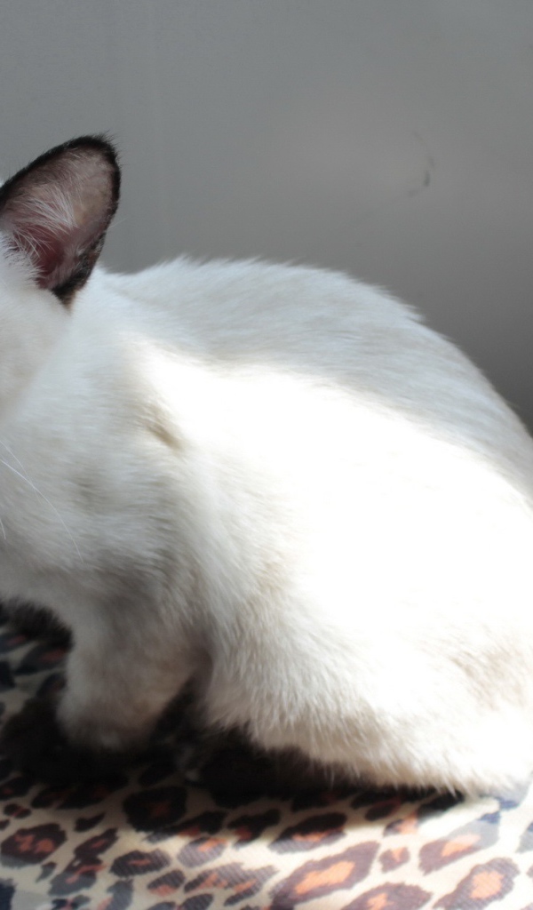 Забавный котенок меконгский бобтейл