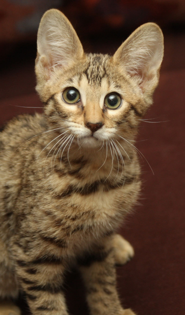 Забавный котенок саванна